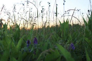 Close-up of wild weeds with a sunset in the background in Ithaca NY