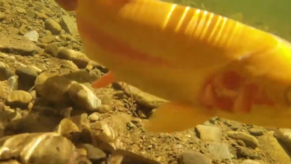 Palomino trout in the stream at Worlds End State Park PA