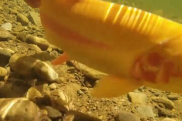 Palomino trout in the stream at Worlds End State Park PA