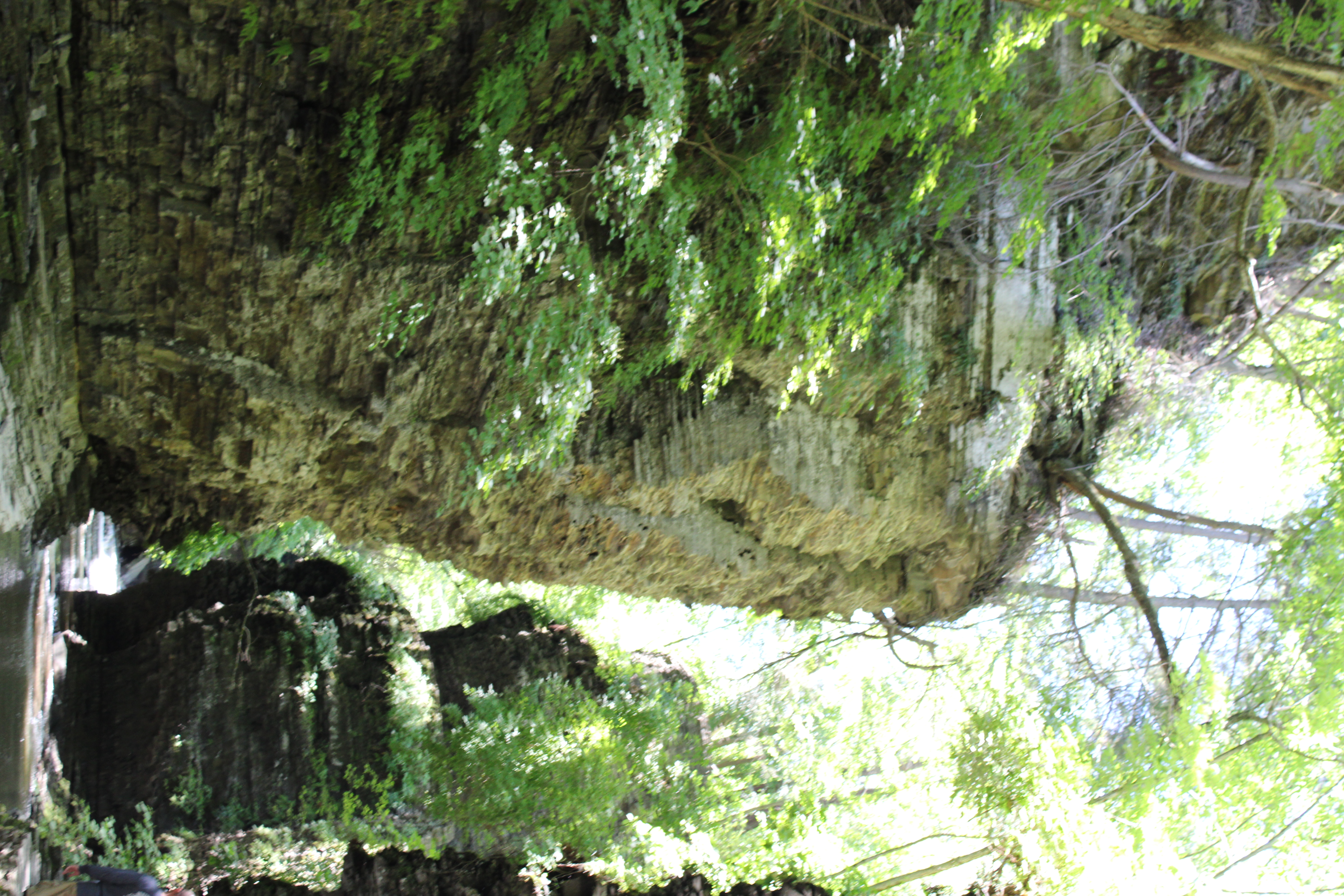 Bright early frame of a tall Watkins Glen gorge wall with clipped foliage highlights