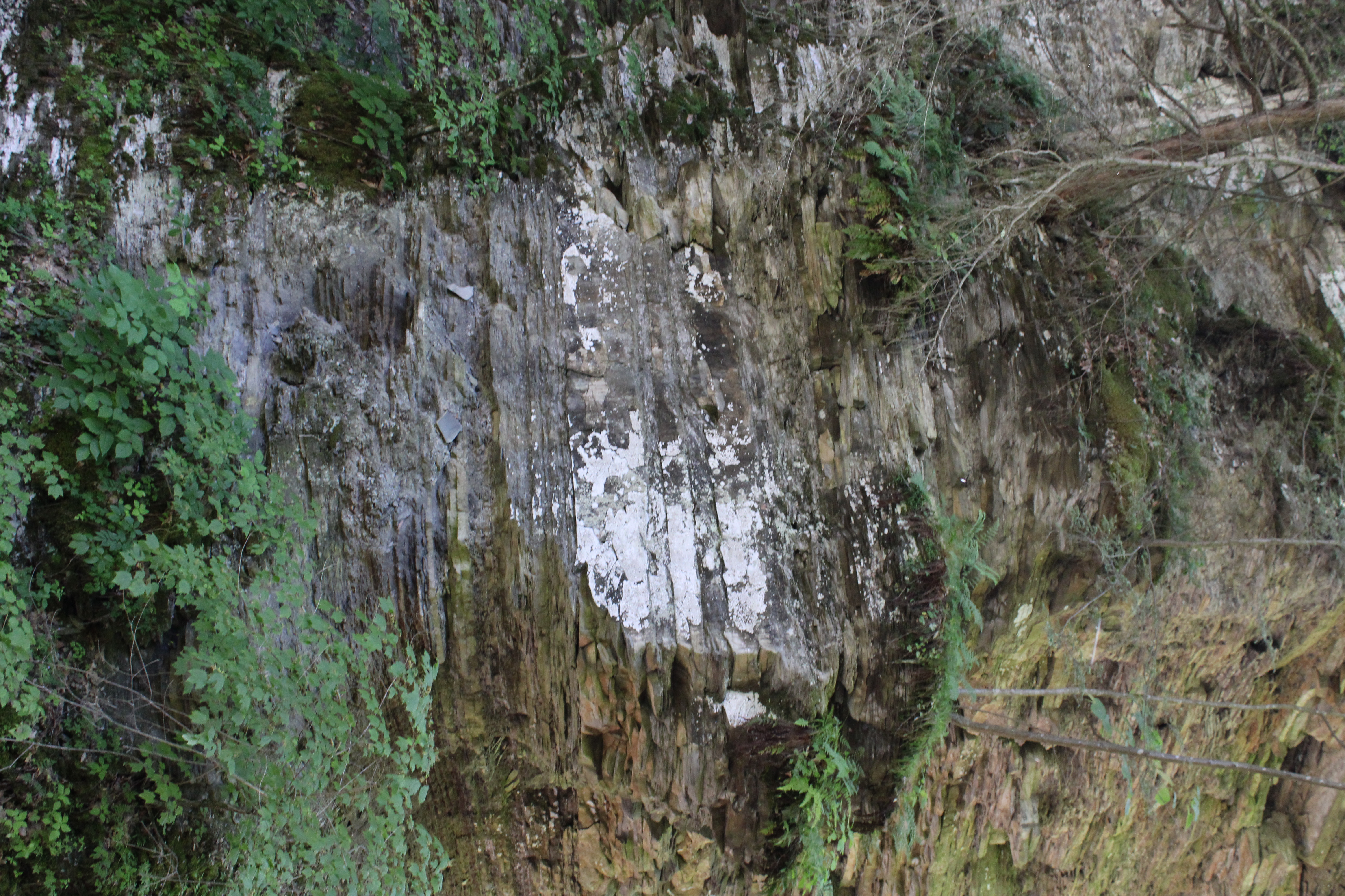Layered Watkins Glen rock wall with ferns and small plants growing from damp ledges