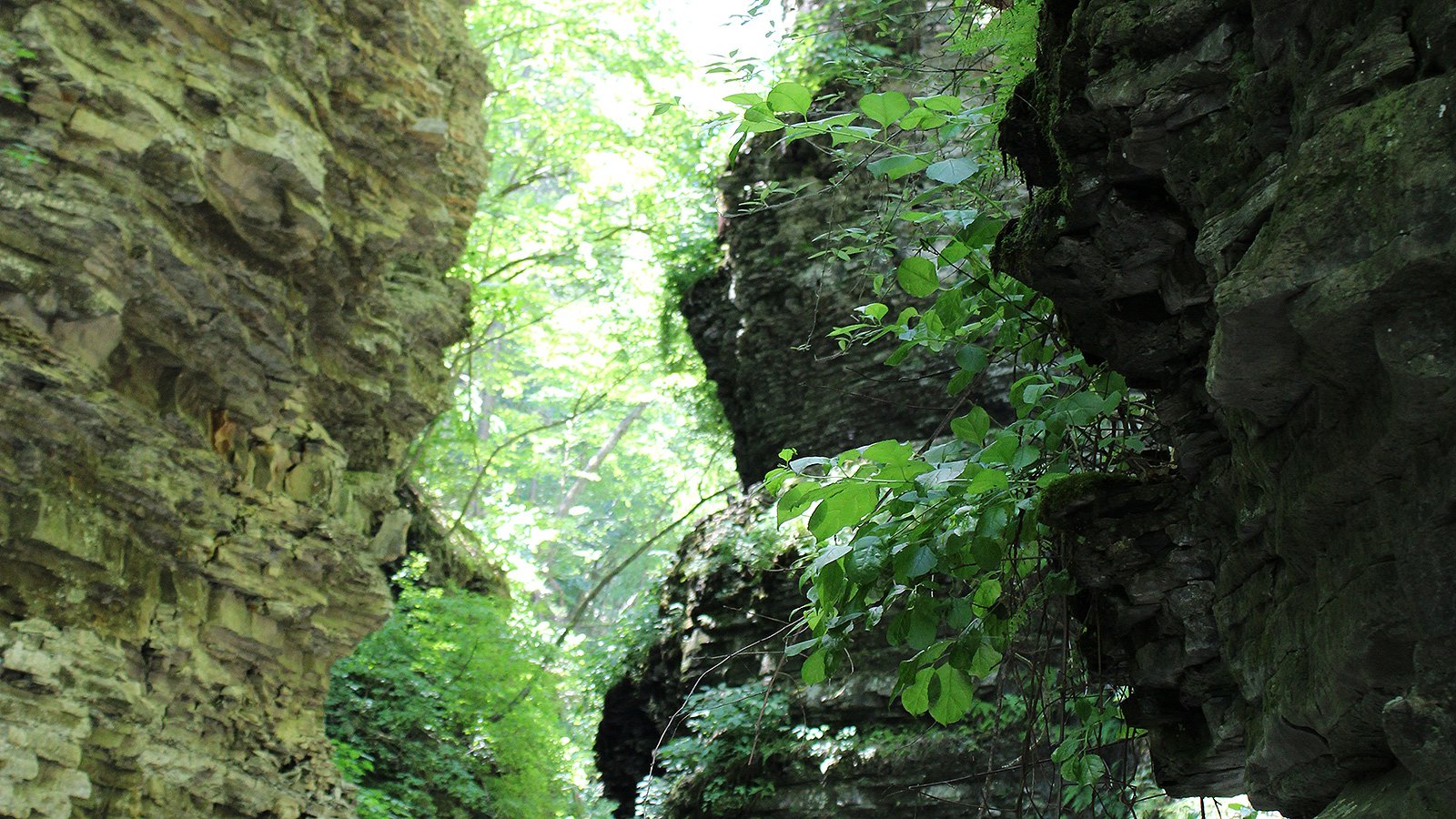 Layered rock walls and green leaves frame a bright opening in a wooded gorge.